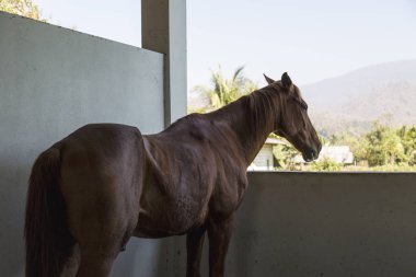Yalnız ruh hali ile dışarıda görünümlü ahır güzel kırmızı hortum