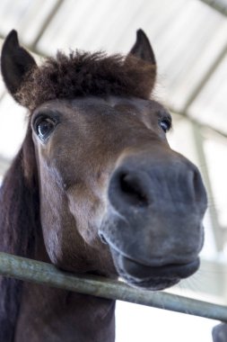 küçük gülümseme ile güzel siyah hortum