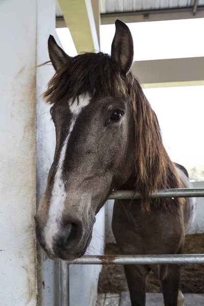 gülen yüz ile ahırda güzel kahverengi hortum
