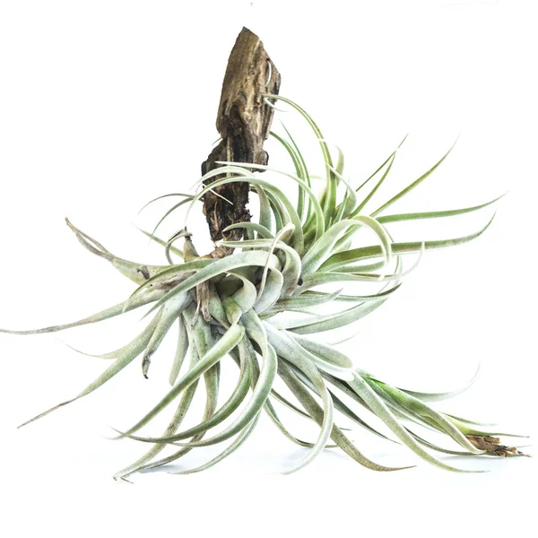 büyük güzel Bromeliad, üzerinde beyaz izole 