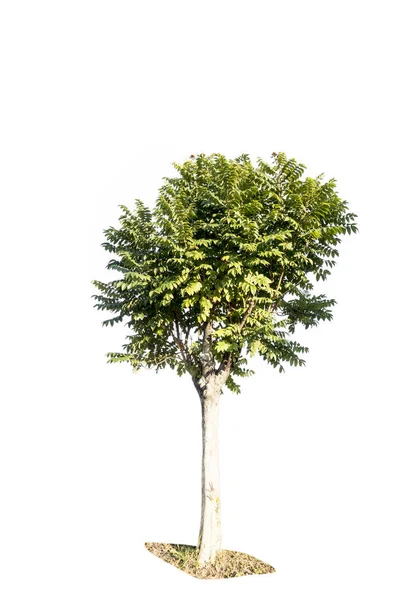 Albero isolato su bianco — Foto Stock