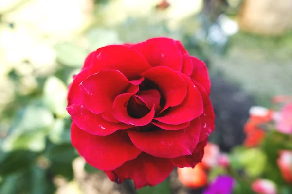 Hermosa rosa roja en el jardín —  Fotos de Stock