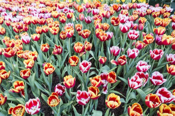 Bahçedeki renkli Tuilip. 