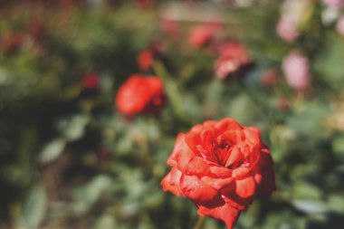 Bahçedeki güzel kırmızı gül