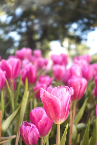 Bahçedeki renkli Tuilip. 