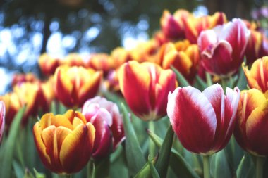 Bahçedeki renkli Tuilip. 
