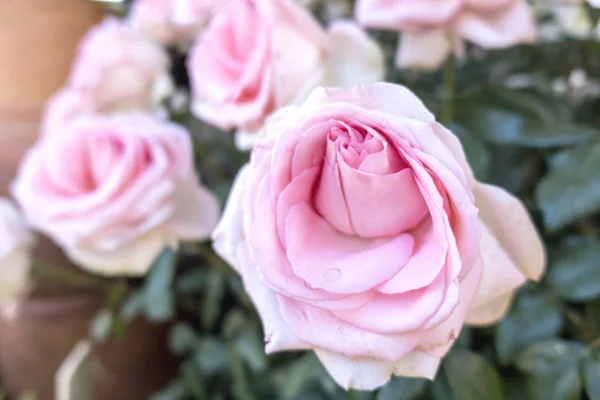 Rosa hermosa en el jardín —  Fotos de Stock