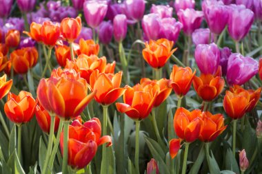 Bahçedeki renkli Tuilip. 