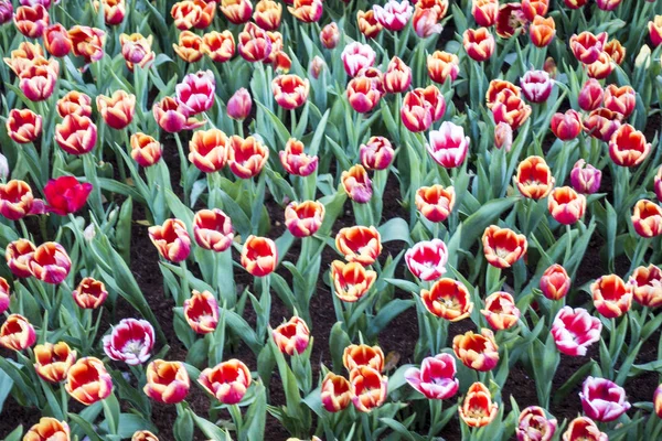 Bahçedeki bulanık renkli Tuilip. 