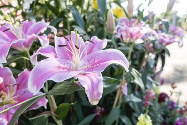 Grande Bella orchidea rosa in giardino — Foto Stock