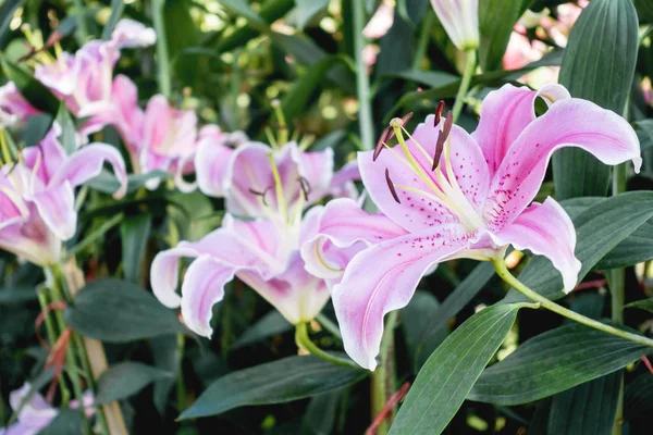 Большая красивая розовая орхидея в саду — стоковое фото
