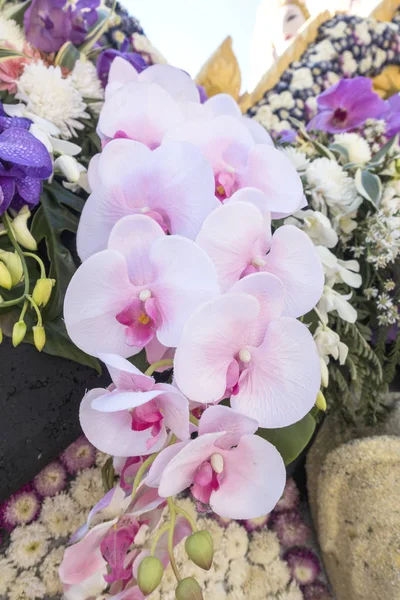 Büyük güzel pembe Orkide Bahçe 