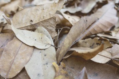 Grup yerdeki kuru yaprak 