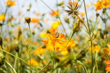 güzel sarı cosmos Çiçek Bahçe alanında  