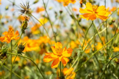 güzel sarı cosmos Çiçek Bahçe alanında  