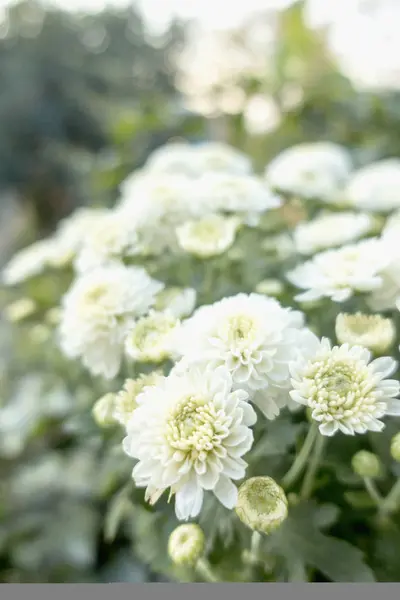 beyaz kasımpatı çiçekleri