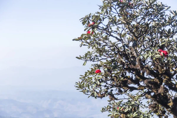 Azálea no topo da montanha em Doi Inthanon — Fotografia de Stock