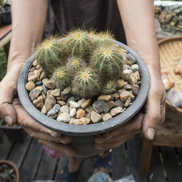 Planter un beau cactus dans le jardin — Photo