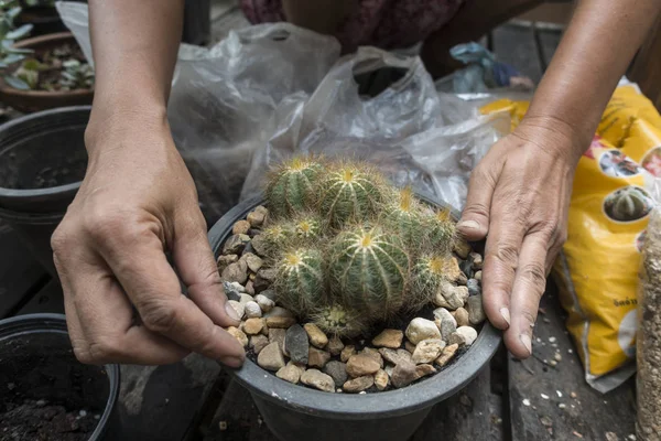 Planter un beau cactus dans le jardin — Photo
