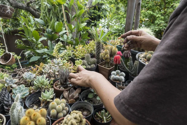 güzel bir kaktüs bahçede bitki 