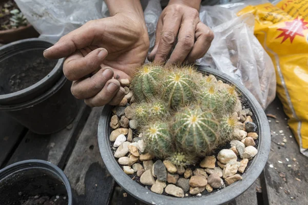 Planter un beau cactus dans le jardin — Photo