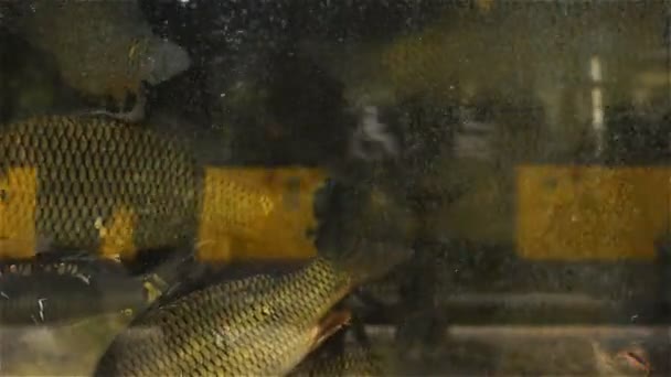Hodně Ryb Vodě Lze Vidět Přes Sklo Rybárské Fondu Záři — Stock video