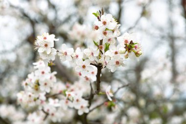 Bahar çiçekleri şube ağaç üzerinde. Bazı görüntü ile çiçek açması kayısı