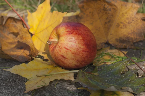 En mogen rött äpple liggande på ett lager av mogen hösten lämnar — Stockfoto