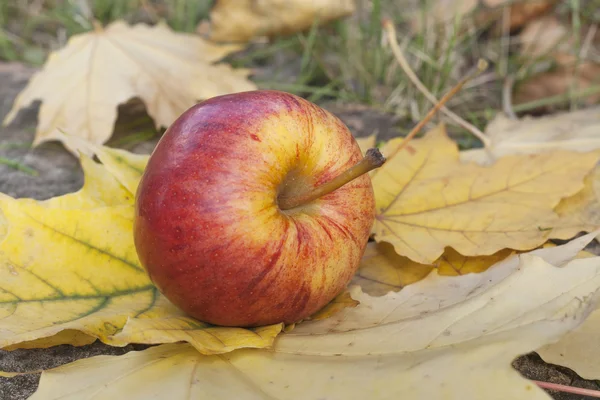 Стигле червоне яблуко лежить на шарі стиглого осіннього листя — стокове фото