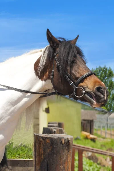 Horse in the open air — Stock Photo, Image