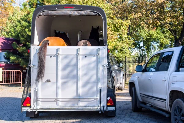 马的车 马的运输 汽车拖车 用于马匹运输 运输牲畜 马运输车 — 图库照片
