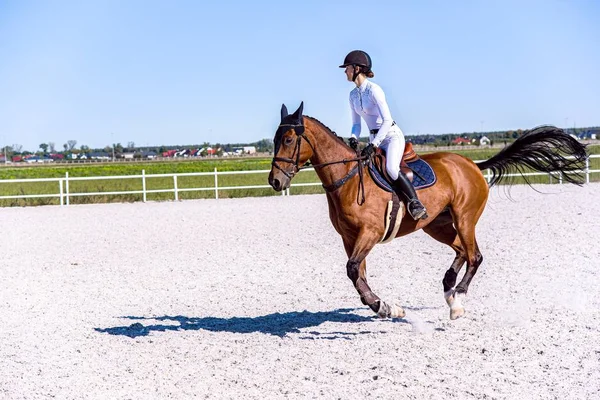 Jeździsz Konno Młoda Dziewczyna Koniu Sporty Jeździeckie Szczegółach Sportowy Koń — Zdjęcie stockowe