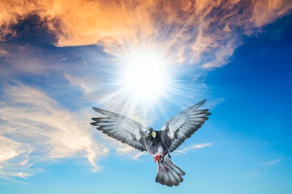 Angel Bird Heaven Dove Air Wings Wide Open — Stock Photo, Image