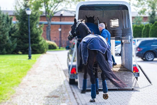 Transportdjur Häst Transport Van Hästsport — Stockfoto