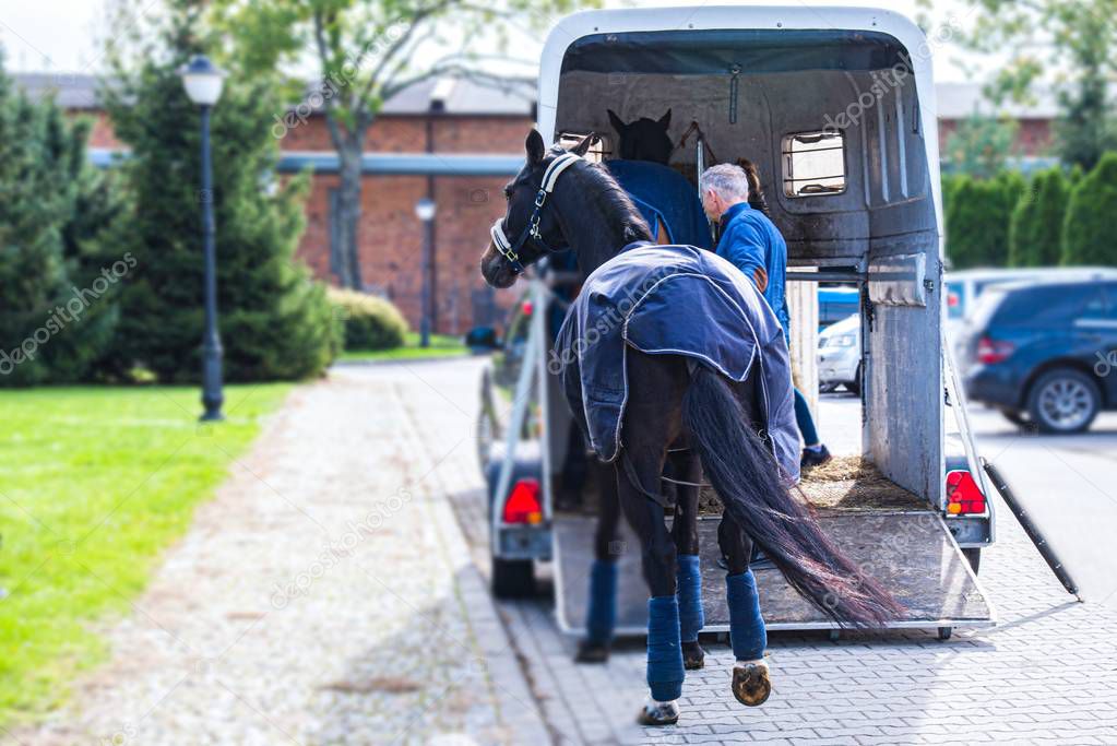 transportation livestock . Horse transportation van , equestrian sport
