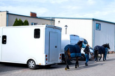 transportation livestock . Horse transportation van , equestrian sport .Animal for riding. Young woman taking care of her horse . 