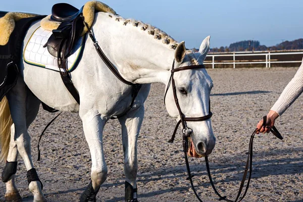 Vit Häst Med Envishet Djur För Ridning Ung Kvinna Tar — Stockfoto