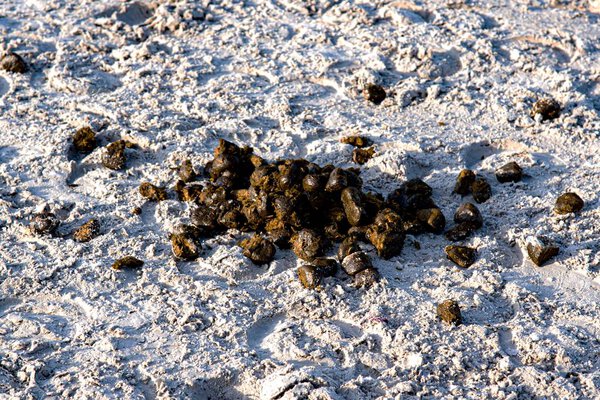 Horse Manure . Horse poop pictures . Organic fertilizer pictures . Horse Manure 