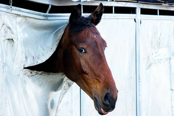 Häst Porträtt Ett Vackert Och Stolt Djur Den Fullblods — Stockfoto