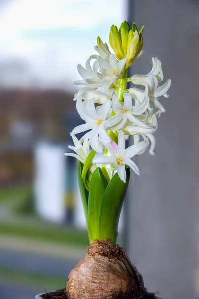 White hyacinth on the window  . flowers for the house