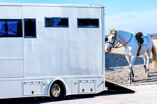 Hästfordon Transport För Hästar Auto Trailer För Transport Hästar Transportdjur — Stockfoto