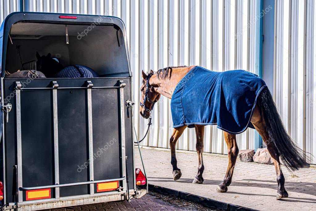 horse vehicle .  Carriage for horses . Auto trailer for transportation of horses . transportation livestock . Horse transportation van , equestrian sport