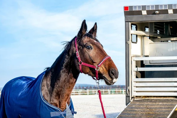 Horse on the farm, horse sports in detail . Animal transport trailer . Truck on horse farm .