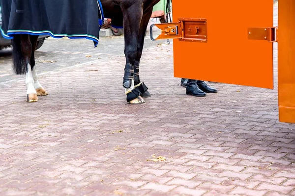 Närbild Hästen Ben Med Skydd Stövlar — Stockfoto