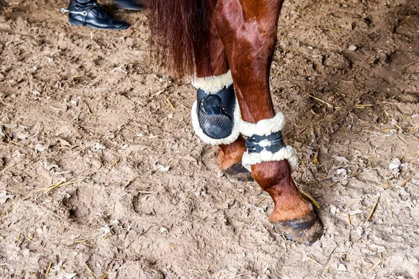 Bliska Nogi Konia Ochrony Buty — Zdjęcie stockowe