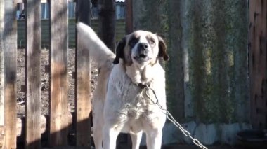 Evi köpek koruyor. Eğlenceli köpek.