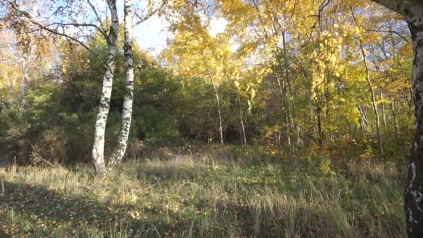 秋天的树 黄叶在风中生长 — 图库视频影像