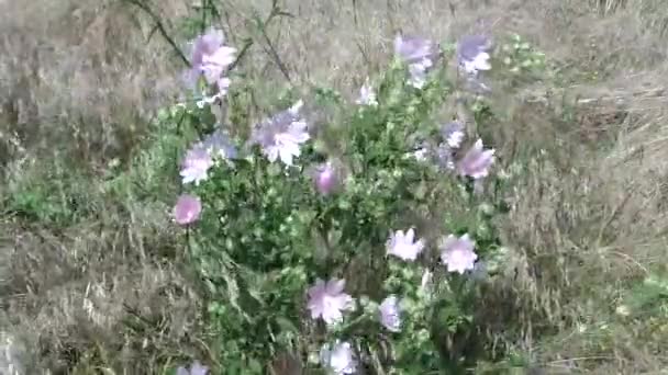 Flowering Bush Field Summer Wind Shines Grass — Stock Video