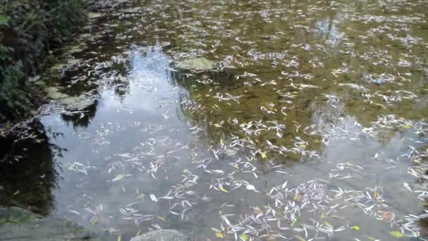 きれいな透明な水に浮かんでいる葉 — ストック動画