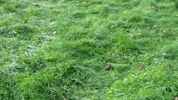 Grasa Luz Solar Viento Naturaleza — Vídeo de stock